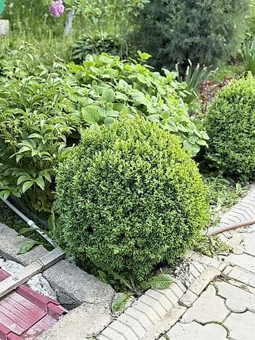 Самшит: Самшит шаровидной формы (Buxus) для ландшафтного озеленения. - Форма — 6