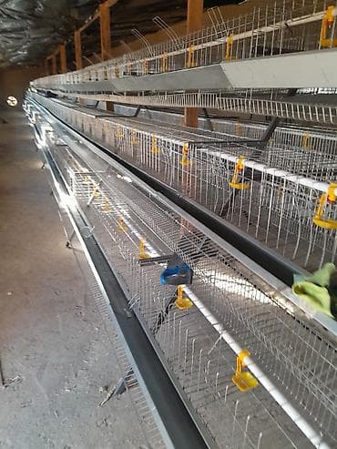 вольер для кур: Изготавливаем клетки для кур несушек из Российской оцинковоной — 9