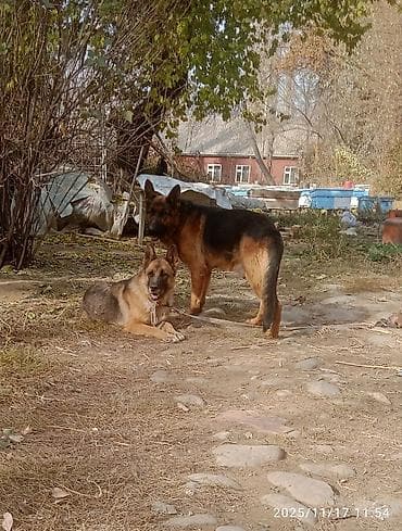 голуби голубей птицы: Щенок немецкой овчарки - Порода: немецкая овчарка (на фото также — 5