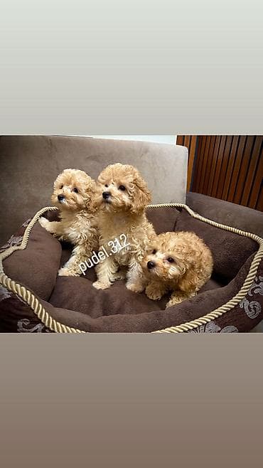 пудели: Щенки той пуделя! Готовятся к продаже породные щенки той пуделя. С — 4