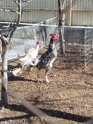 кальций для животных: Продаю | Куры — 4