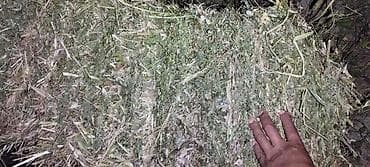 кукуруза местная: Продаю сено клевер с поле 135 есть 1500 тюков — 4