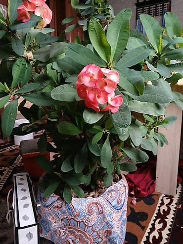 Рост выше метра . Эуфорбия Миля (Euphorbia milii, «Корона терновая») в