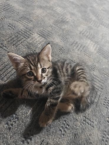 сиамскую кошку: Котята месячные. 1 мальчик и 2 девочки с короткими хвостами. игрывые и — 7