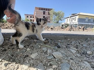 сөөл жан: У КОГО ЕСТЬ ВОЗМОЖНОСТЬ, заберите троих котят пожалуйста. они живут на — 1