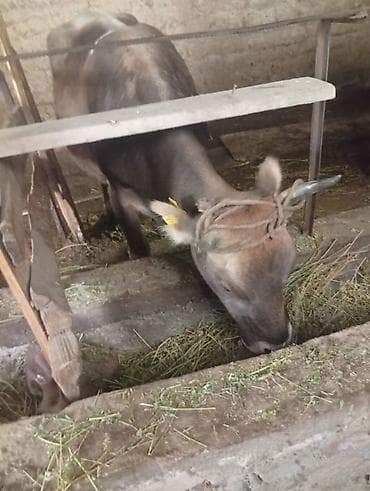 самый лучший сильный умный собака: Продаю | Корова (самка) | Для молока | После отела — 6
