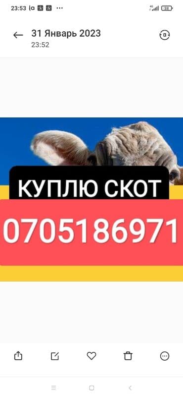 купить измельчитель травы и сена: Куплю | Коровы, быки, Лошади, кони | Круглосуточно, Любое состояние, Забитый — 1