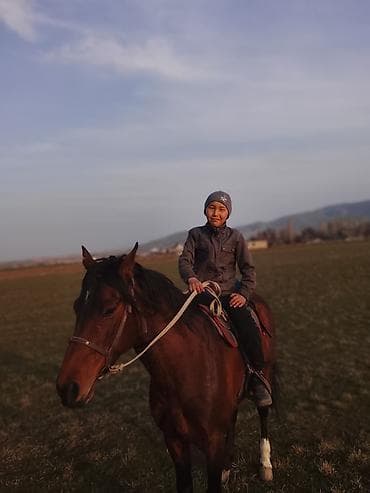 амуниция для лошадей: Продаю | Жеребец | Рабочий — 2