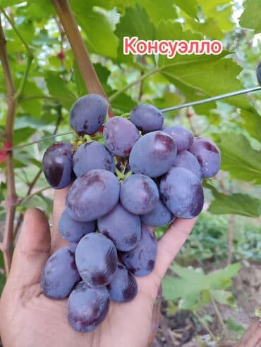 оптом овощи и фрукты: 2-летние саженцы винограда. Все сорта винограда на фото исключительно — 4