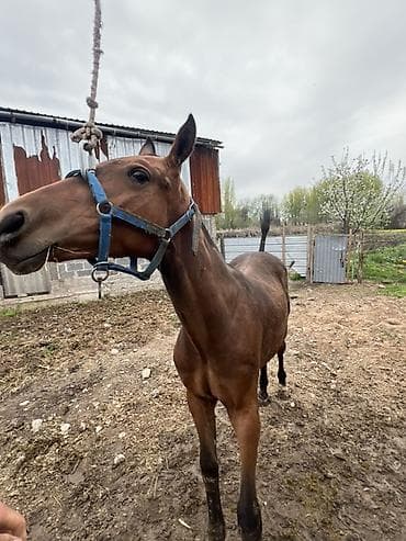 кон: Продаю | Жеребенок | Английская, Арабская | Конный спорт | Племенные — 2
