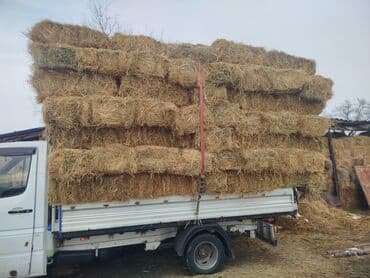 морковь для корма: 1 укос чоп сатылат аз мах беде аралаш туктор чон чон доставка мн 300 — 1