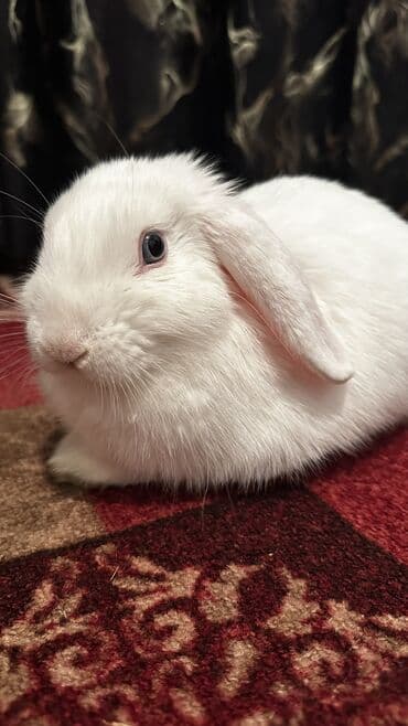 кролик цена: Срочно продам кролика породы баран(вислоушка) Самец 3,4месяца Отдам — 2