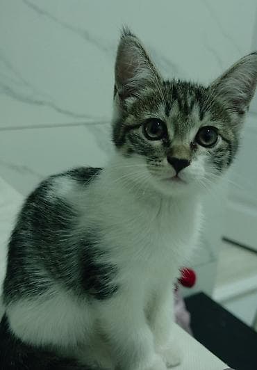 Үй жаныбарлары: Котята-полосатики, домашние. Описание: - Окрас: классический — 2