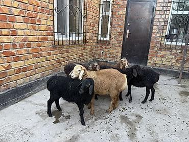 мучные черви купить: Продаю | Овца (самка) | Для разведения | Ярка — 2