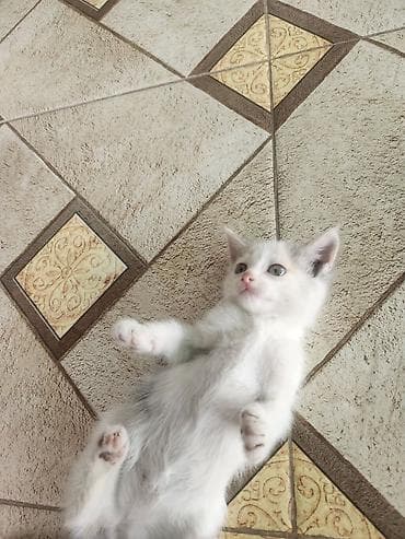 турецкая ангора кошка цена: Мама турецкий ван.🐱 котятами 2 месяца🐱. проглистованы. сами — 2