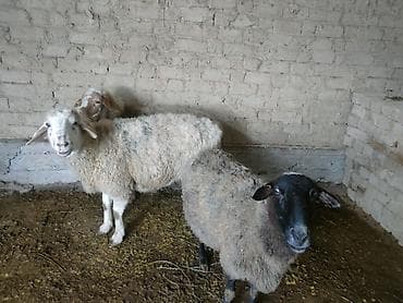 Аквариумдар: Сатам | Ургаачы кой (ургаачы) | Көбөйтүү үчүн | Ургаачы — 1