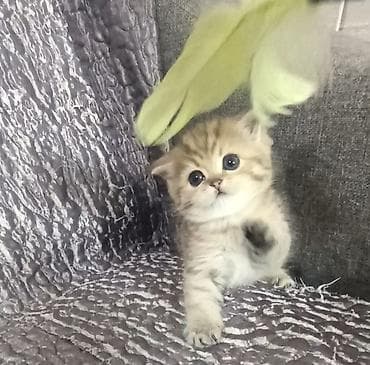 британцы котята: Шотландский котенок скотиш страйт окрас золотой тигровый (black golden — 5