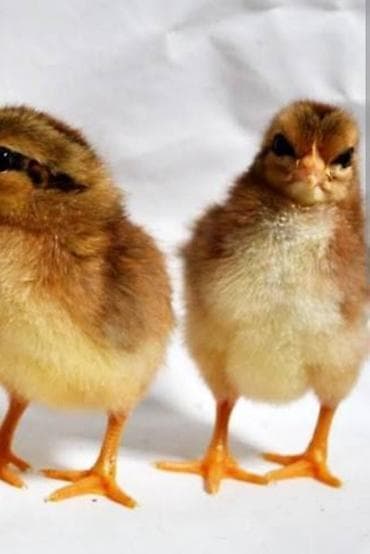Животные: Продаю | Инкубационные яйца, Петух, Куры | Кучинская | На забой, Для разведения, Несушки — 6