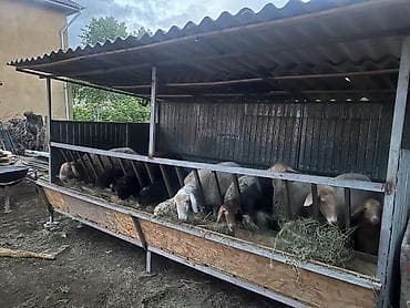 продам друга: Кормушка-сарай для овец/коз (комбинированная линия раздачи с навесом) — 2