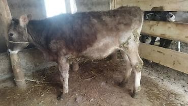 кошка малинкий: Продаю | Музоо, торпок | Полукровка | На откорм | Привязанные — 3