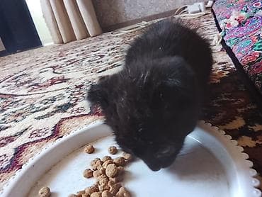 каракол кошка: Черный котёнок с плотно прилегающей короткой шерстью и мягко — 2