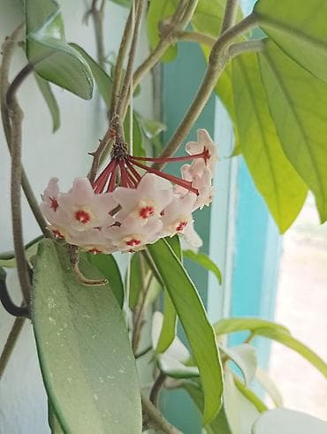 вьющиеся: Продаю два вида домашних цветов: "Хоя",цветет,вьющаяся- цена — 1