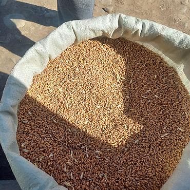 бу мебел бишкек: Пищевое зерно пшеницы (цельное) - Крупное ровное зерно — 1