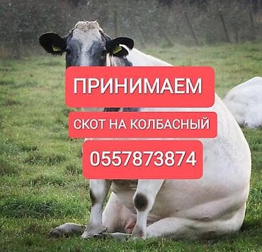 Куплю | Коровы, быки, Лошади, кони, Другие с/х животные | Круглосуточно, Любое состояние, Забитый