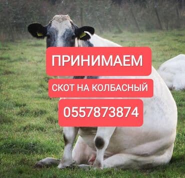 дом животных: Куплю | Коровы, быки, Лошади, кони, Другие с/х животные | Круглосуточно, Любое состояние, Забитый — 1