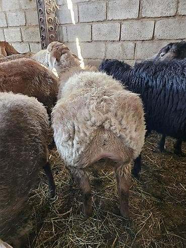 коровы кант: Продаю | Овца (самка) | Для разведения | Матка — 2