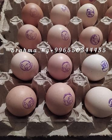 продаю инкубатор: Продаю | Куры, Инкубационные яйца | Брама | Для разведения — 9