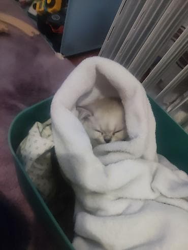 шотландская длинношерстная кошка: Чисто белая Скотиш страйт! Окрас белая шиншилла,только хвостик серый и — 2