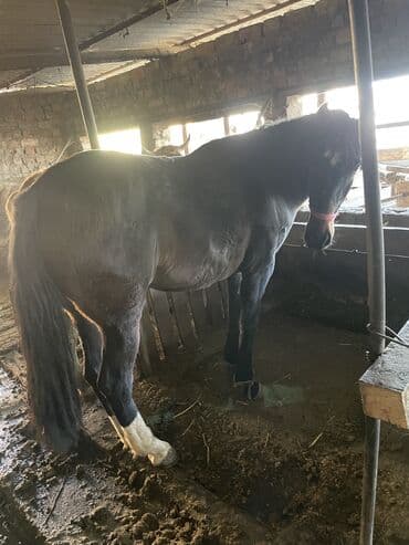 козулуу кой сатылат: Сатам | Бээ (ургаачы) | Аргын | Жумушка — 6