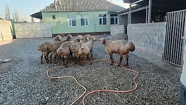 домашний животные: Продаю | Баран (самец) | Арашан | Для разведения — 8