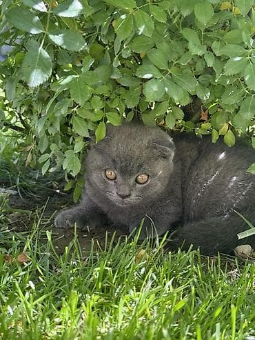 Шотландский вислоухий котёнок Мальчик, 2 месяца Идеален для семей с