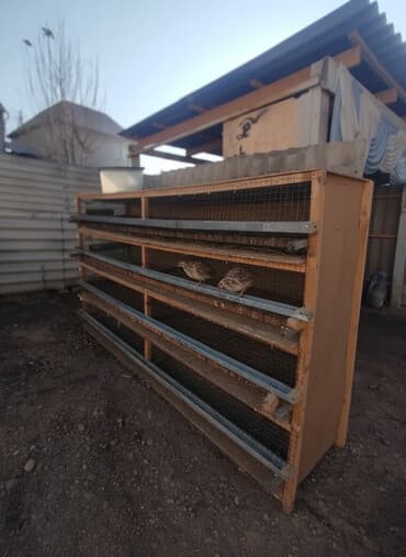 декоративные кролики: Многоярусная клеточная батарея для птицы/кроликов - Конструкция на 5 — 1