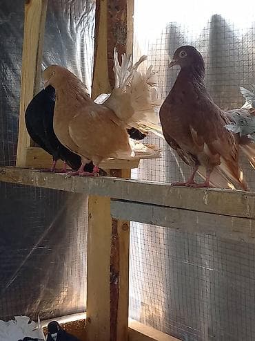 голуби животные: Продаю | Куры | Для разведения — 5