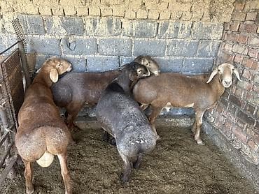 Продам с/х животных: Продаю | Баран (самец) | Арашан | На забой | Осеменитель — 2