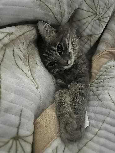 купить кошку: Ищу добрую и ответственную семью для кошки (без маленьких детей) — 3