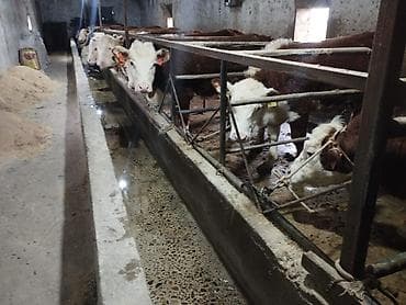 кой сой: Продаю | Тёлка | Герефорд | Для разведения | Племенные — 3