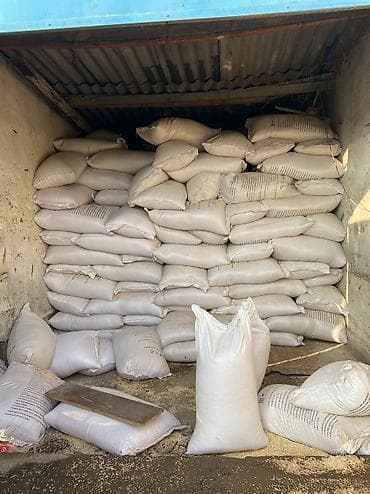 вешенки грибы: Сулуу овса семена оптом 15тона 👍🤝✅✅✅♻️♻️♻️Бишкек ит базар адрес — 2