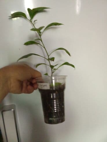 мебель бишкек: Саженцы цветка — 5