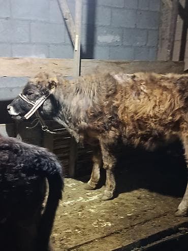 аквариум корпус: Продаю | Музоо, торпок | Алатауская | На забой, Для разведения, На откорм — 3