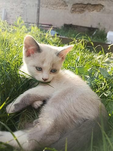 Мышыктар: 🐱 Отдаем котят в добрые руки 🐱 Ищем любящих и ответственных хозяев — 6
