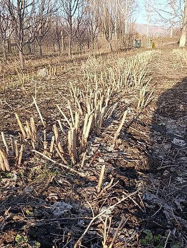 Саженцы малины (корневые отпрыски и делёнки куста) - Сортовой