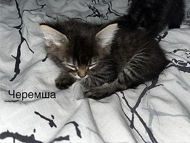 чижил: Котята домашние, окрас классический табби в разных вариантах. На фото — 6