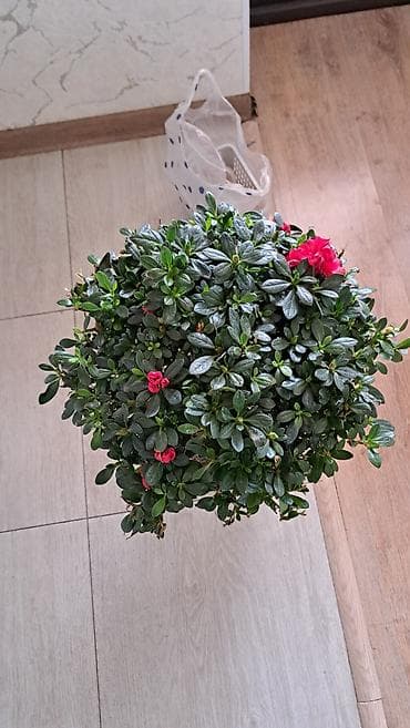 азалия цветок: Продаётся Азалия — 4