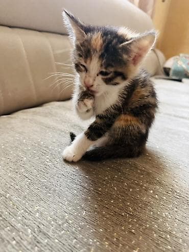 Котёнок трёхцветный (черепаховый окрас) с белыми «носочками» и