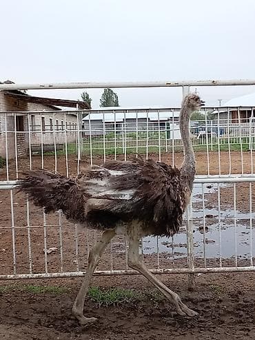 инкубационный яйцо бройлера: Страус африканский (хамара) для разведения/декоративного содержания — 4