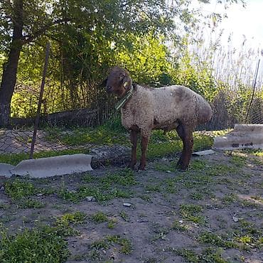 шагыл сокулук: Сатам | Кочкор (эркек) | Көбөйтүү үчүн — 1